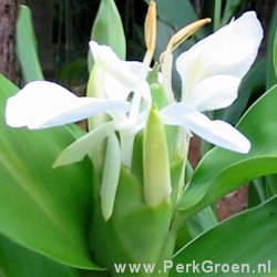 Hedychium villosum Copyright www.PerkGroen.nl